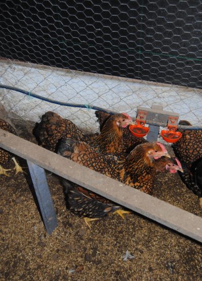 Gsg Wyandotte Kuluçkalık Yumurta