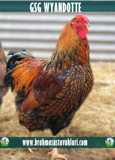 13.06.2023 Yeni Civciv Çıkımı - Beyaz Keklik,Bıldırcın,Brahma,Cemani İstanbul Süs TAVUKLARI Gsg Wyandotte Kuluçkalık Yumurta