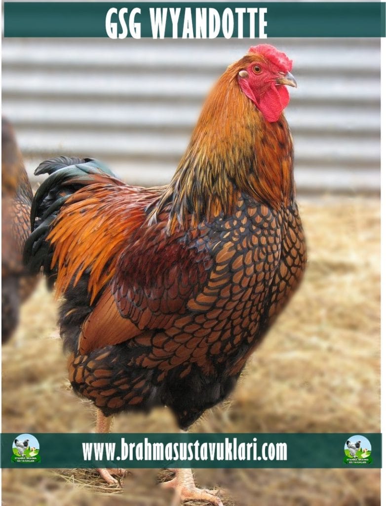 GSG Wyandotte Tavuk Özellikleri İstanbul Süs TAVUKLARI GSG Wyandotte Tavuk Özellikleri