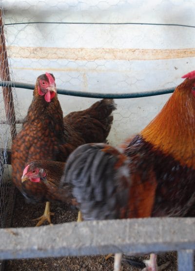 Red Blue Wyandotte Kuluçkalık Yumurta