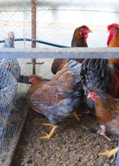 Red Blue Wyandotte Kuluçkalık Yumurta