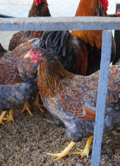 Red Blue Wyandotte Kuluçkalık Yumurta