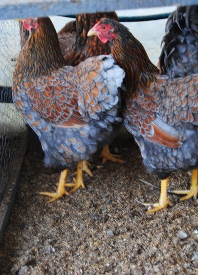 Red Blue Wyandotte Kuluçkalık Yumurta