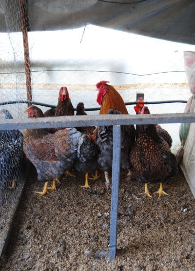 Red Blue Wyandotte Kuluçkalık Yumurta