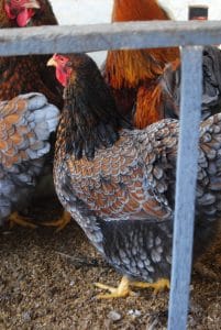 Red Blue Wyandotte Kuluçkalık Yumurta