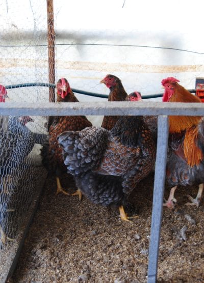 Red Blue Wyandotte Kuluçkalık Yumurta