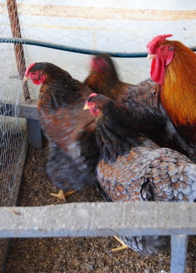 Red Blue Wyandotte Kuluçkalık Yumurta