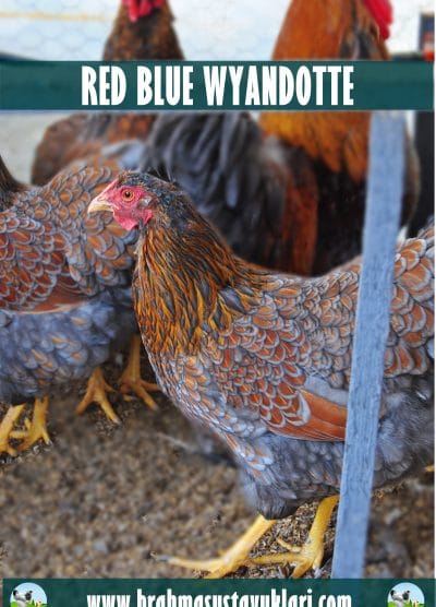 Red Blue Wyandotte Kuluçkalık Yumurta