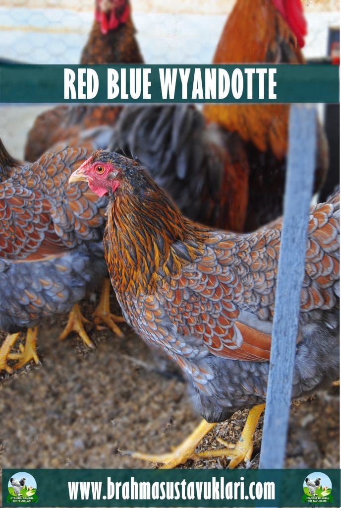 Red Blue Wyandotte Tavuk Özellikleri İstanbul Süs TAVUKLARI Red Blue Wyandotte Tavuk Özellikleri