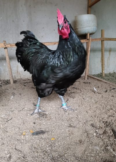 Black Australorp Kuluçkalık Yumurta