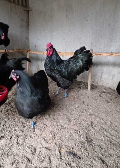 Black Australop Kuluçkalık Yumurta