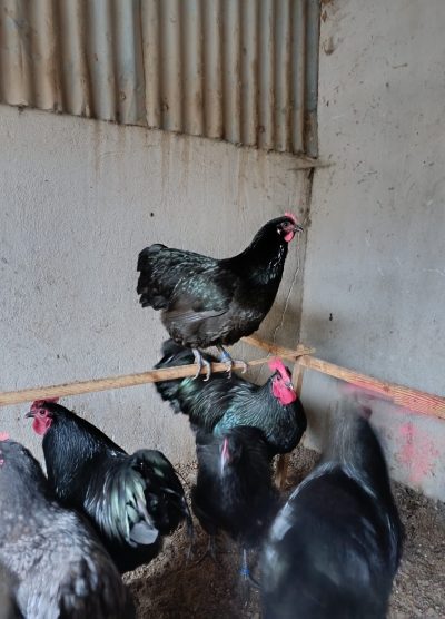 Black Australop Kuluçkalık Yumurta