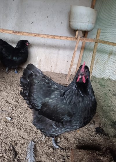 Black Australop Kuluçkalık Yumurta