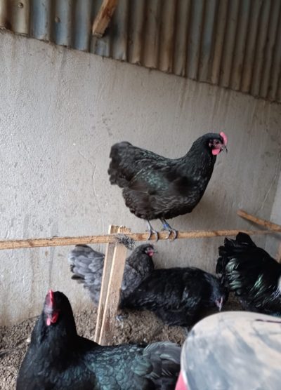 Black Australop Kuluçkalık Yumurta