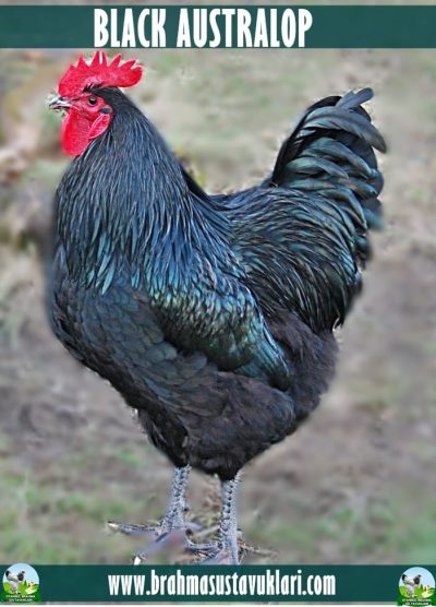 Black Australop Kuluçkalık Yumurta