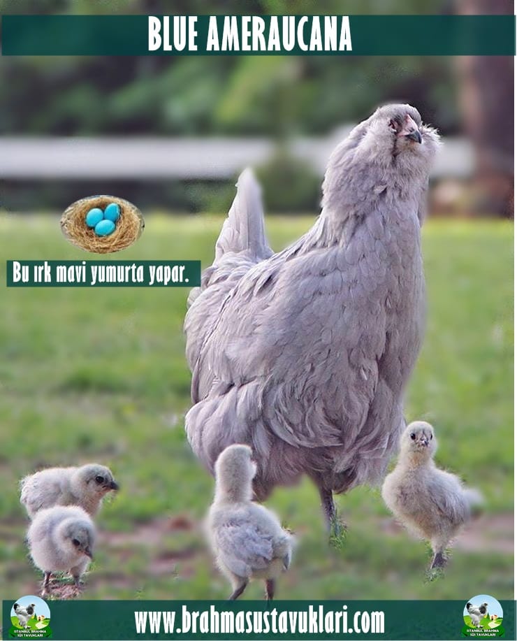 Blue Ameraucana Tavuk Özellikleri İstanbul Süs TAVUKLARI Blue Ameraucana Tavuk Özellikleri