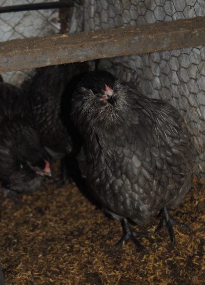 Blue Ameraucana Kuluçkalık Yumurta