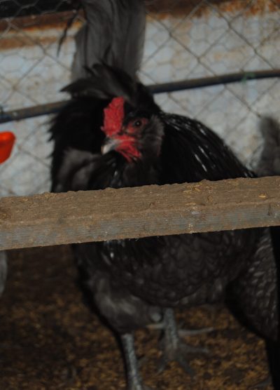 Blue Ameraucana Kuluçkalık Yumurta