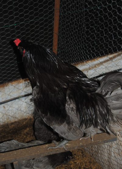 Blue Ameraucana Kuluçkalık Yumurta