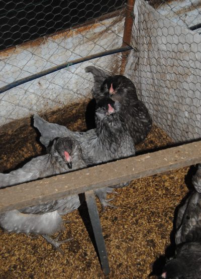 Blue Ameraucana Kuluçkalık Yumurta