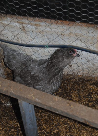 Blue Ameraucana Kuluçkalık Yumurta