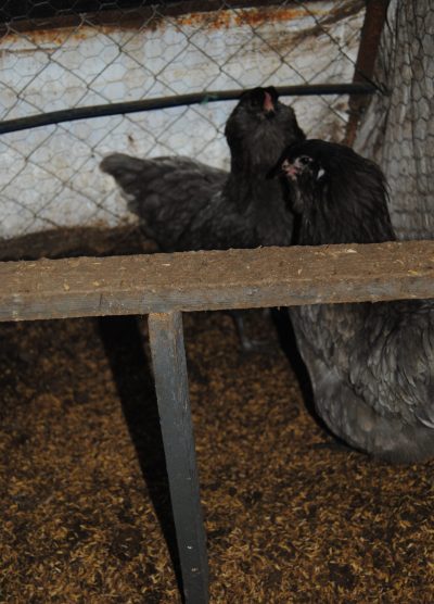 Blue Ameraucana Kuluçkalık Yumurta