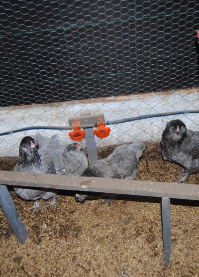 Blue Ameraucana Kuluçkalık Yumurta