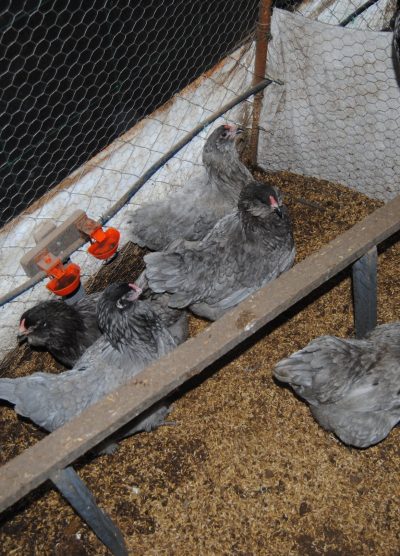 Blue Ameraucana Kuluçkalık Yumurta