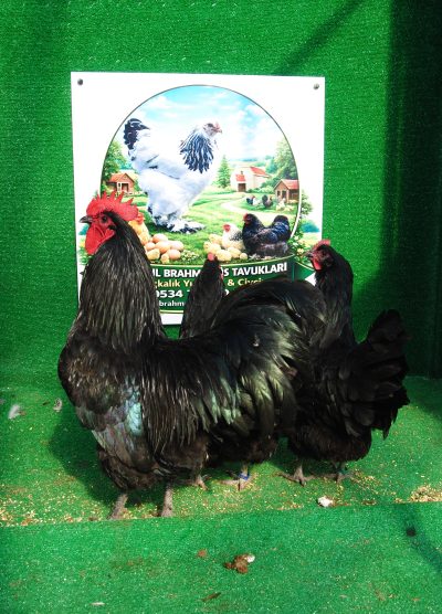 Black Australop Kuluçkalık Yumurta Civciv İstanbul