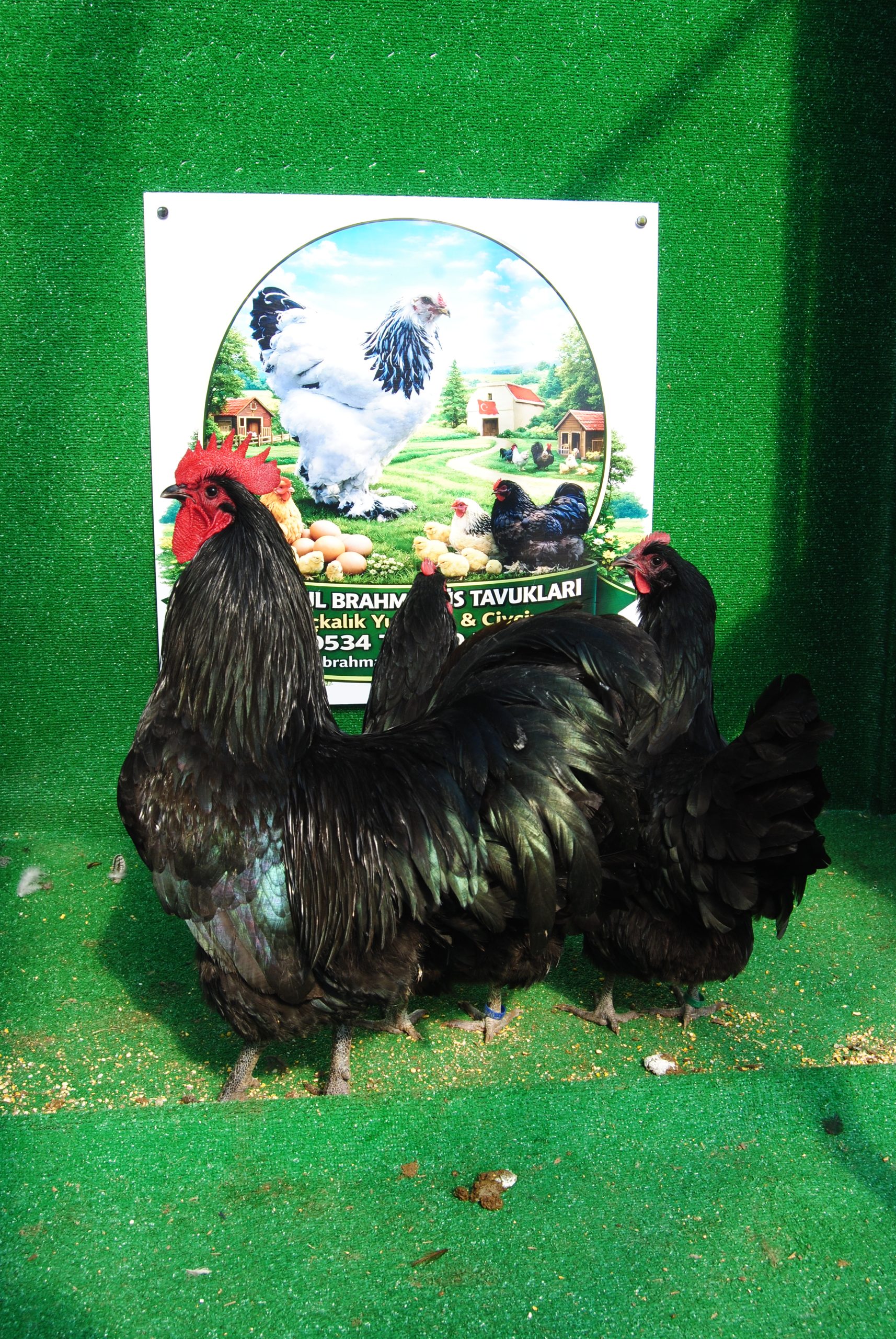 Black Australorp Kuluçkalık Yumurta İstanbul Süs TAVUKLARI Black Australop Kuluçkalık Yumurta Civciv İstanbul