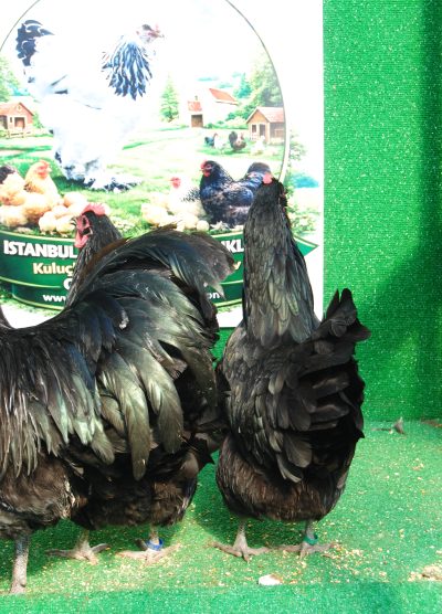 Black Australop Kuluçkalık Yumurta Civciv İstanbul