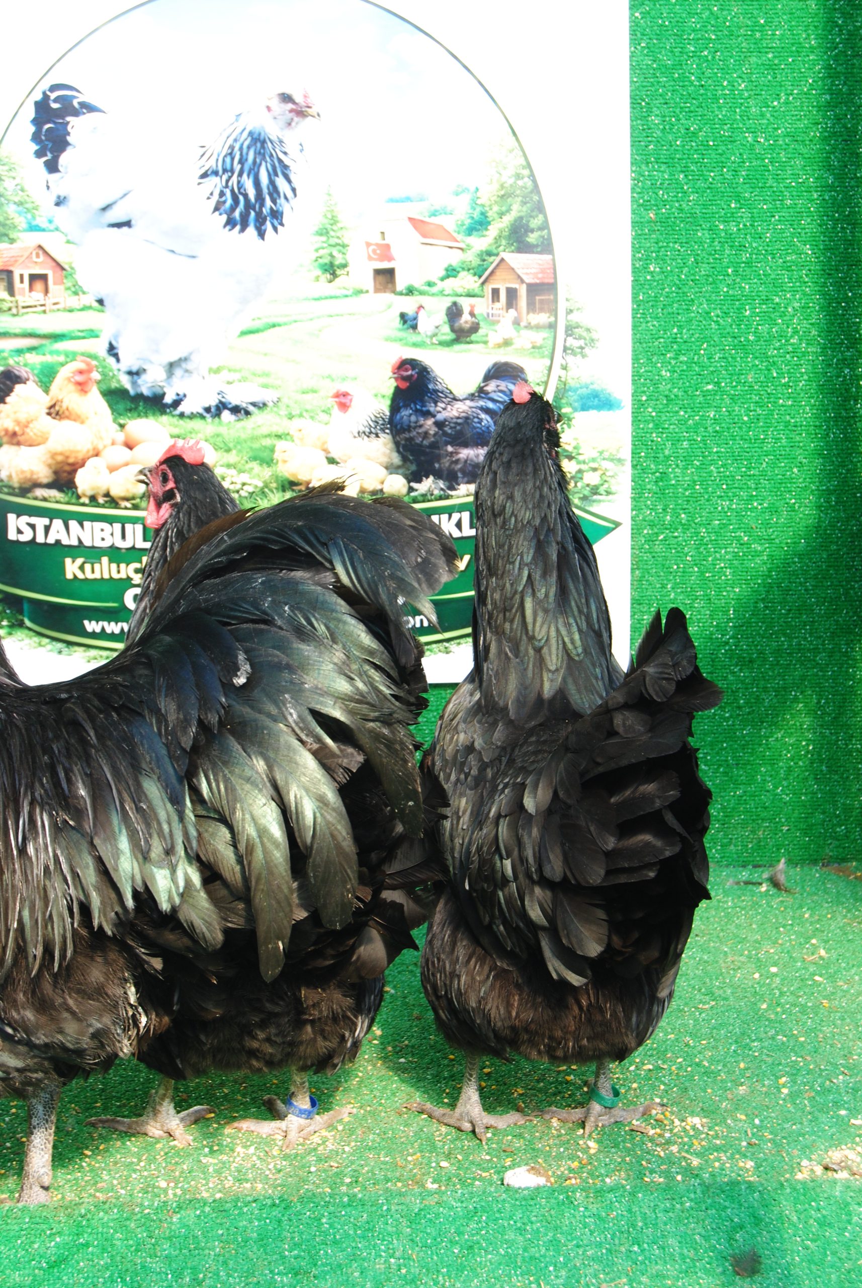 Black Australorp Kuluçkalık Yumurta İstanbul Süs TAVUKLARI Black Australop Kuluçkalık Yumurta Civciv İstanbul