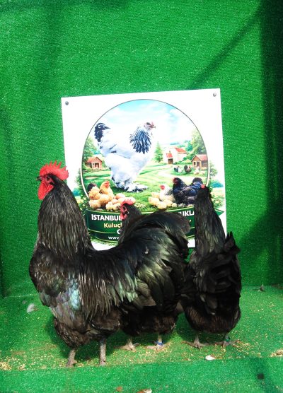 Black Australop Kuluçkalık Yumurta Civciv İstanbul