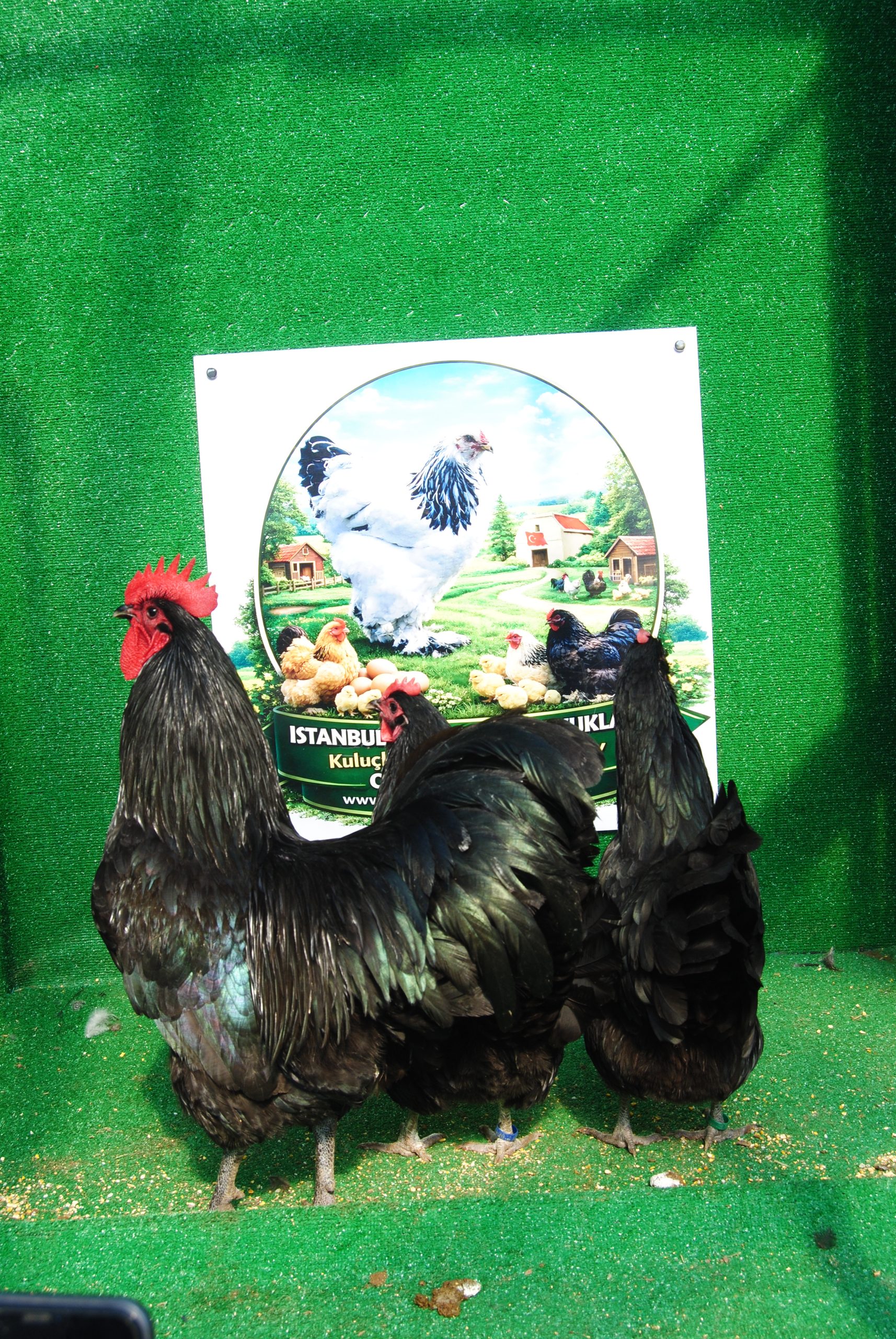 Black Australorp Kuluçkalık Yumurta İstanbul Süs TAVUKLARI Black Australop Kuluçkalık Yumurta Civciv İstanbul