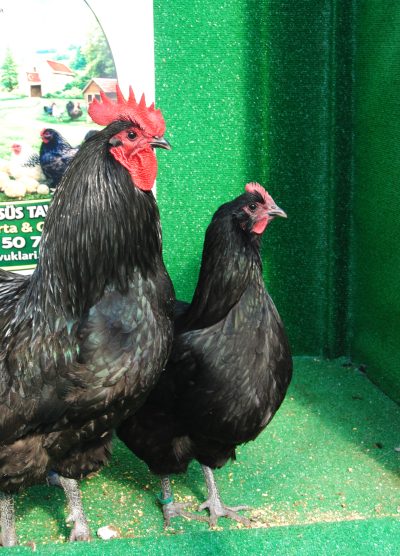 Black Australop Kuluçkalık Yumurta Civciv İstanbul