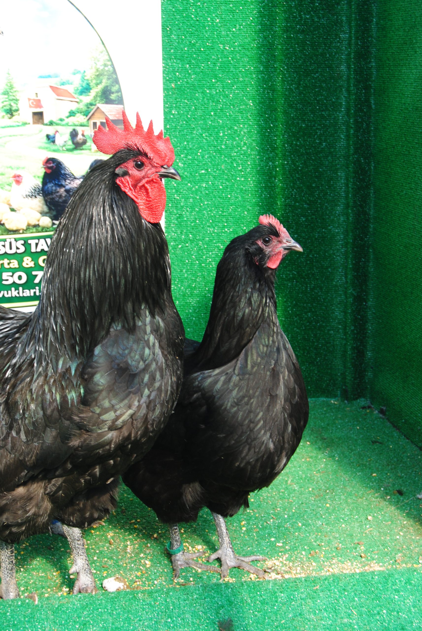 Black Australorp Kuluçkalık Yumurta İstanbul Süs TAVUKLARI Black Australop Kuluçkalık Yumurta Civciv İstanbul