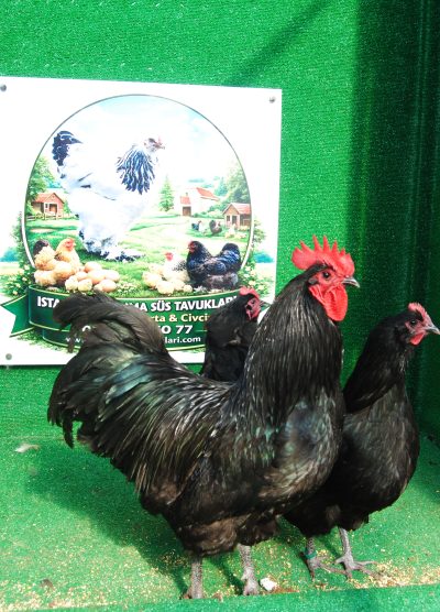 Black Australop Kuluçkalık Yumurta Civciv İstanbul