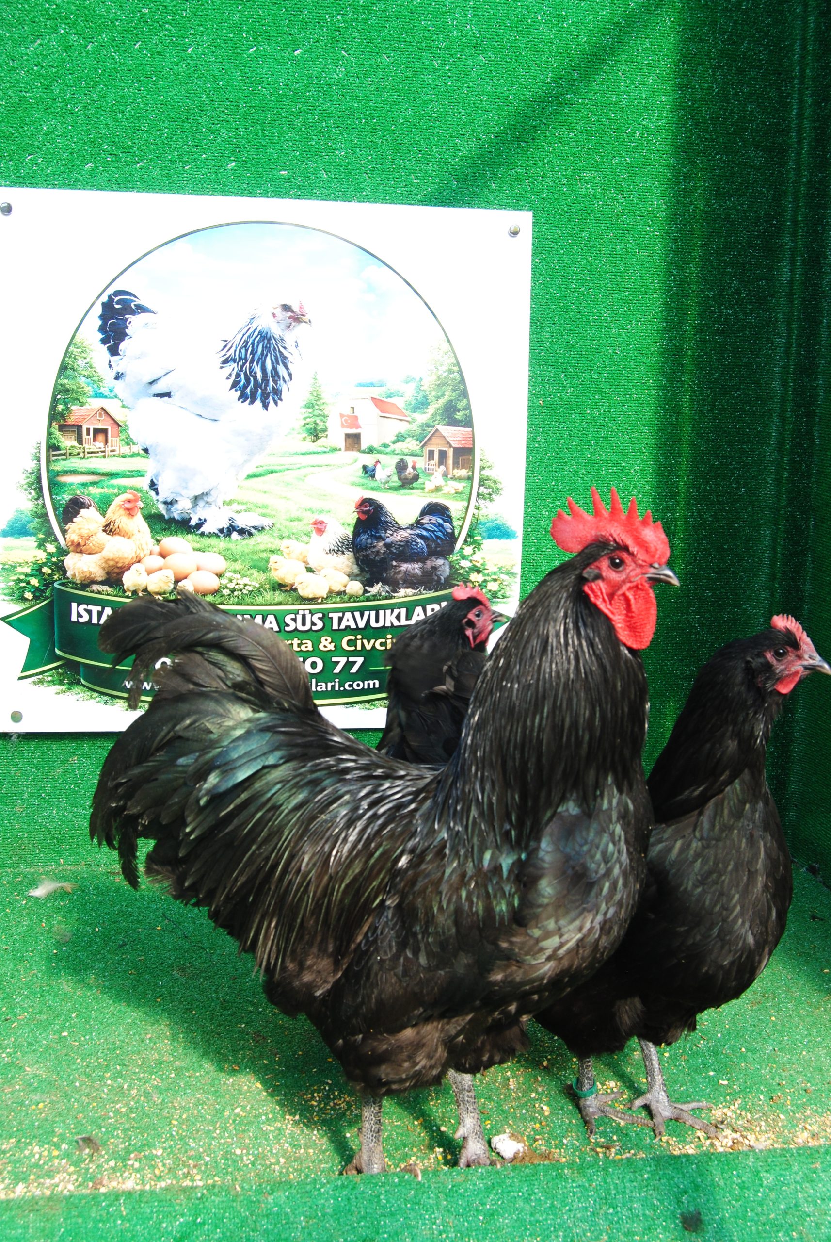 Black Australorp Kuluçkalık Yumurta İstanbul Süs TAVUKLARI Black Australop Kuluçkalık Yumurta Civciv İstanbul