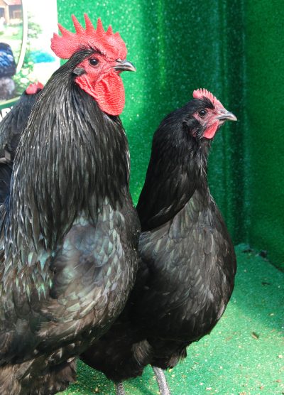 Black Australop Kuluçkalık Yumurta Civciv İstanbul