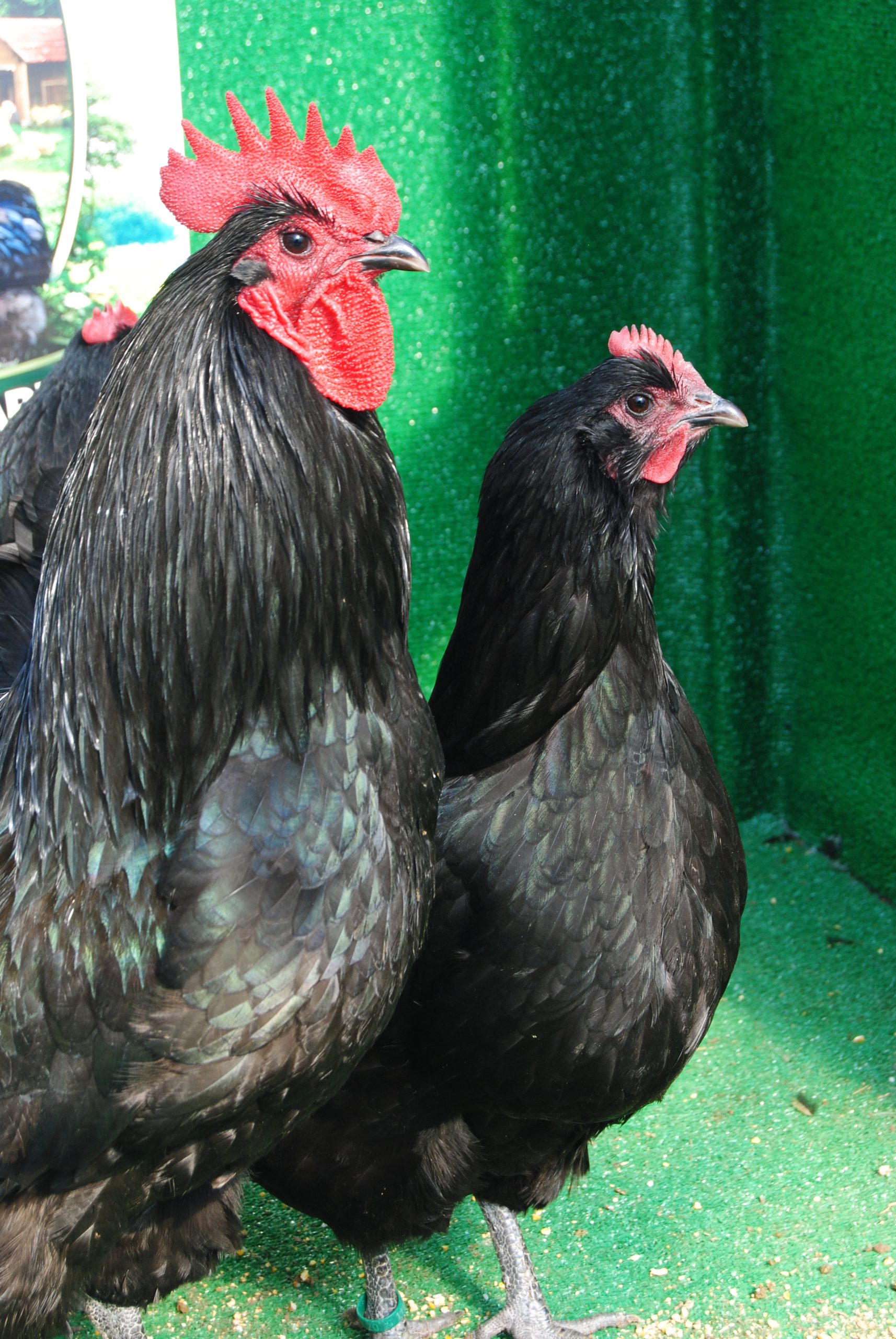 Black Australorp Kuluçkalık Yumurta İstanbul Süs TAVUKLARI Black Australop Kuluçkalık Yumurta Civciv İstanbul