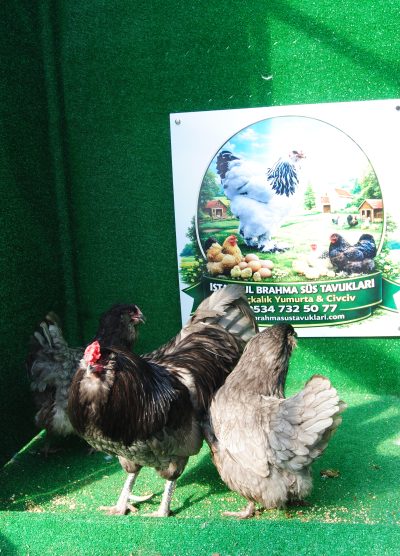 Blue Ameraucana Kuluçkalık Yumurta Civciv İstanbul