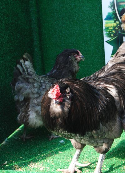 Blue Ameraucana Kuluçkalık Yumurta Civciv İstanbul