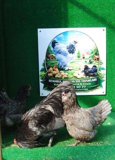 Blue Ameraucana Kuluçkalık Yumurta Civciv İstanbul