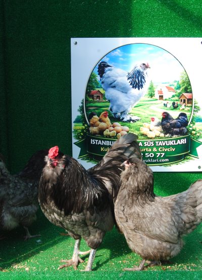 Blue Ameraucana Kuluçkalık Yumurta Civciv İstanbul