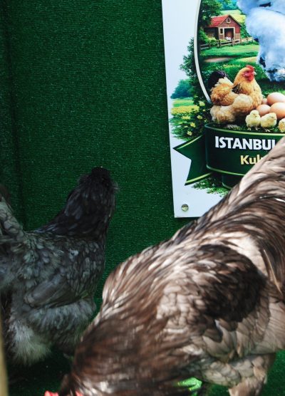 Blue Ameraucana Kuluçkalık Yumurta Civciv İstanbul