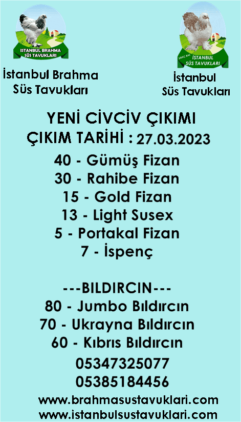 27.03 YENİ CİVCİV ÇIKIMI
