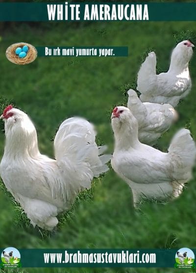 White Ameraucana Kuluçkalık Yumurta