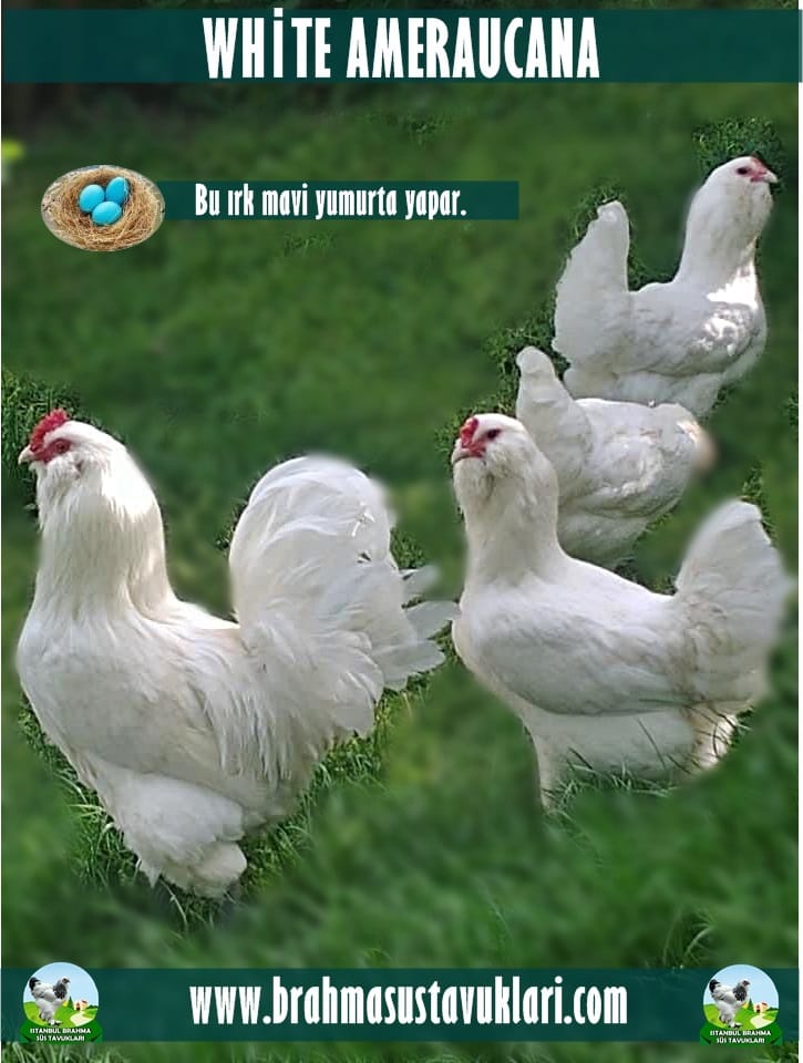 White Ameraucana Tavukları Hakkında Özellikler İstanbul Süs TAVUKLARI White Ameraucana Kuluçkalık Yumurta