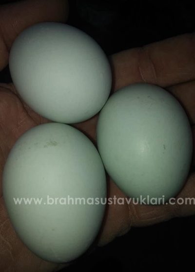 White Ameraucana Kuluçkalık Yumurta