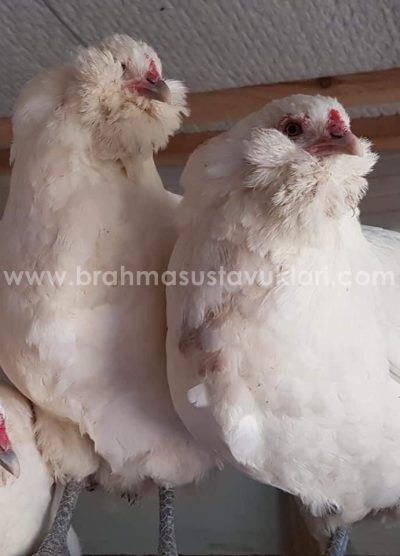 White Ameraucana Kuluçkalık Yumurta